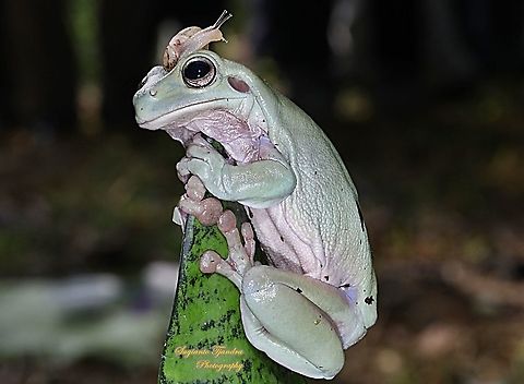 Dumpy Tree frog & garden snail say "Goodbye year of 2019 n Happy New Year 2020"  Geotagged,Indonesia,Summer