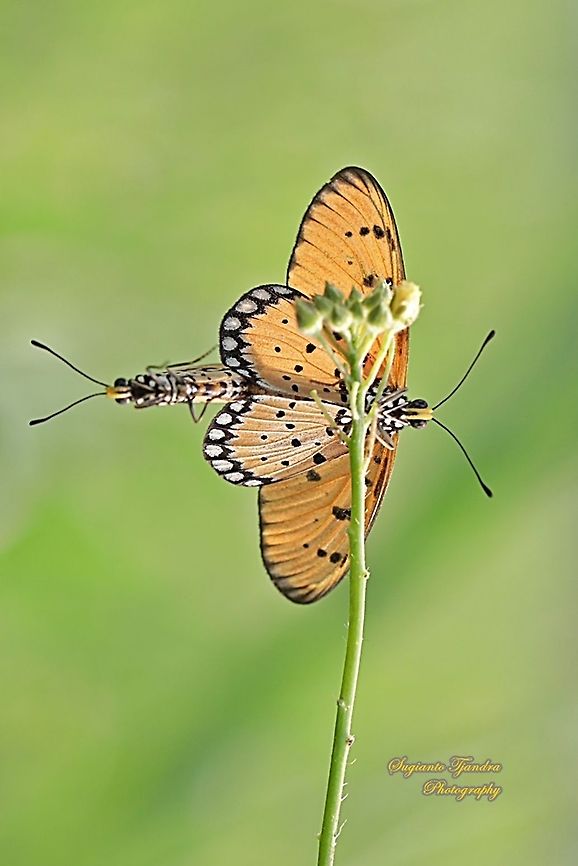 Tawny Coster Butterfly, Acraea terpsi "Mating"  Acraea terpsicore,Geotagged,Indonesia,Summer,Tawny coster