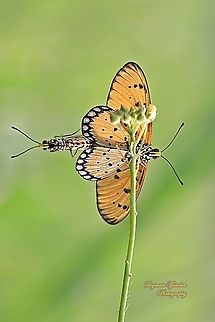 Tawny Coster Butterfly, Acraea terpsi "Mating"  Acraea terpsicore,Geotagged,Indonesia,Summer,Tawny coster