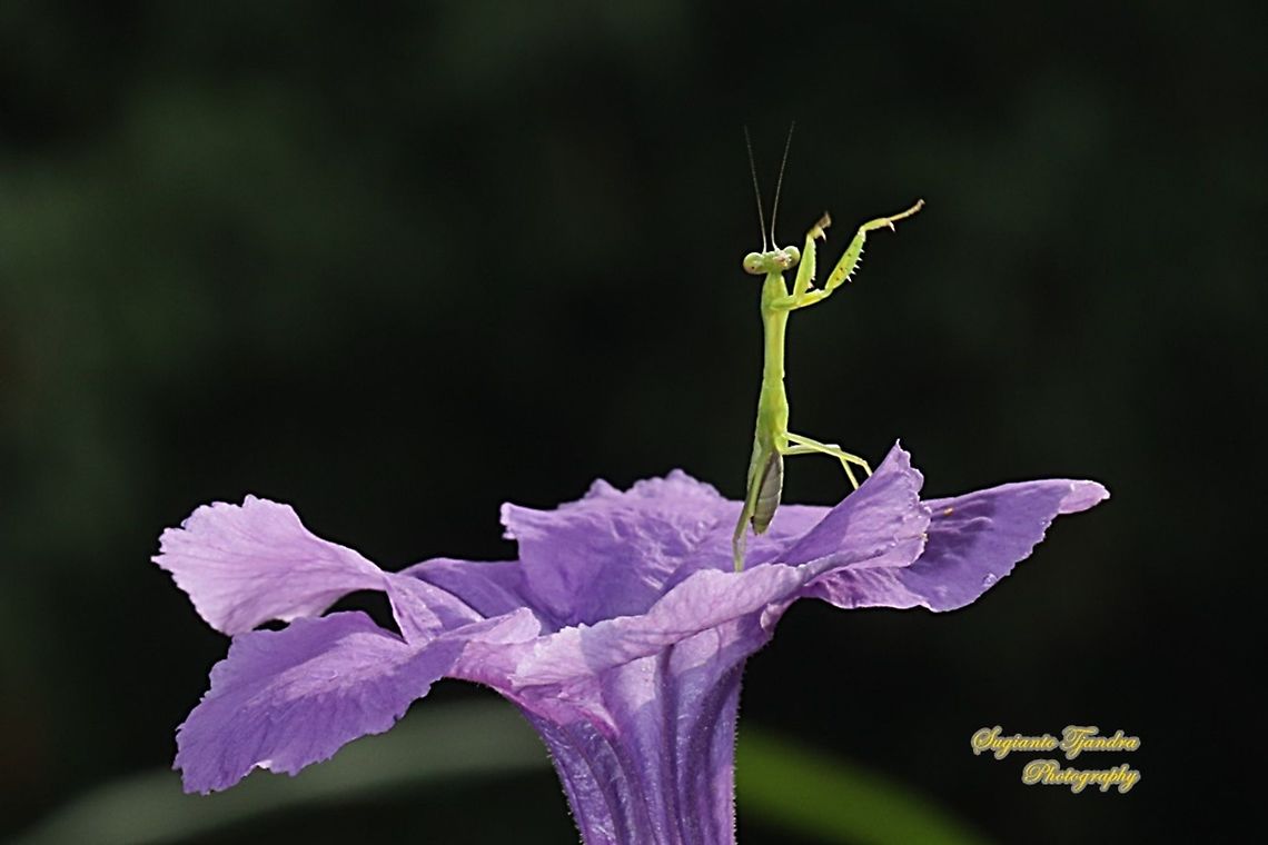 Praying Mantis nymph  Geotagged,Indonesia,Summer