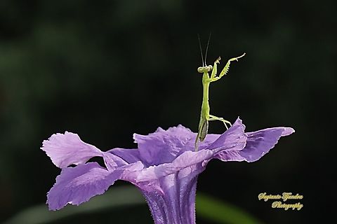 Praying Mantis nymph  Geotagged,Indonesia,Summer