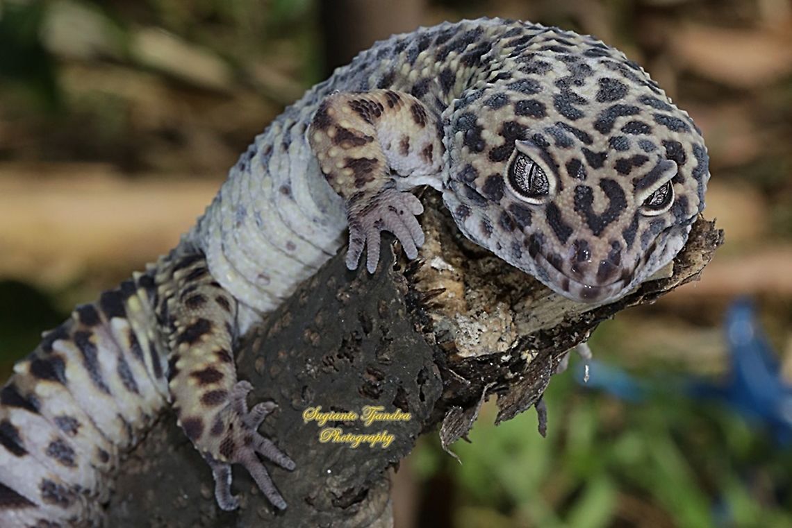 Leopard Gecko  Eublepharis macularius,Geotagged,Indonesia,Leopard gecko,Summer