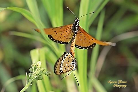 Tawny Coster Butterfly, Acraea terpsi "mating & flying"  Acraea terpsicore,Geotagged,Indonesia,Summer,Tawny coster
