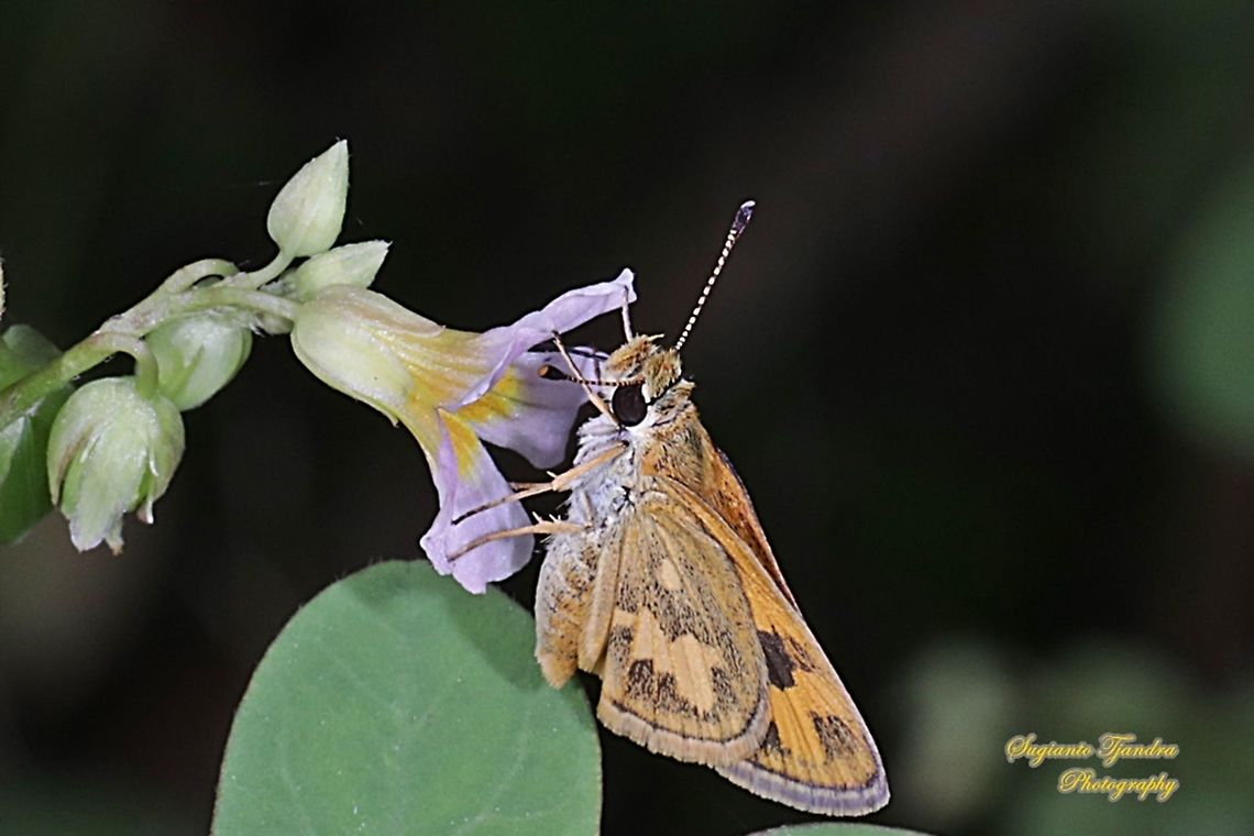 Skipper Butterfly - The Lesser Dart (Potanthus omaha)  Geotagged,Indonesia,Lesser dart,Potanthus omaha,Summer