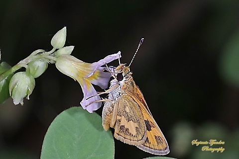 Skipper Butterfly - The Lesser Dart (Potanthus omaha)  Geotagged,Indonesia,Lesser dart,Potanthus omaha,Summer