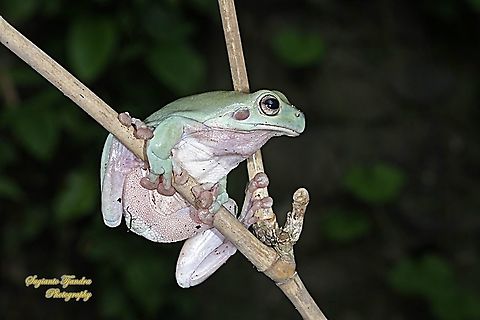 Dumpy tree frog, Litoria caerulea  Australian green tree frog,Geotagged,Indonesia,Litoria caerulea,Summer