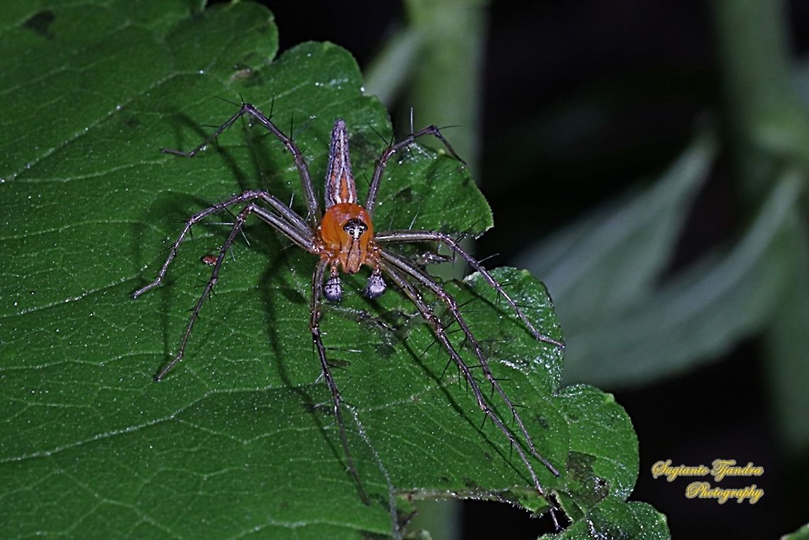 Lynx Spider (Oxyopidae sp.)  Geotagged,Indonesia,Spring