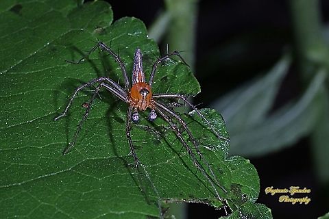 Lynx Spider (Oxyopidae sp.)  Geotagged,Indonesia,Spring