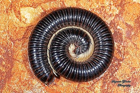 Millipedes, Diplopoda  Geotagged,Indonesia,Spring