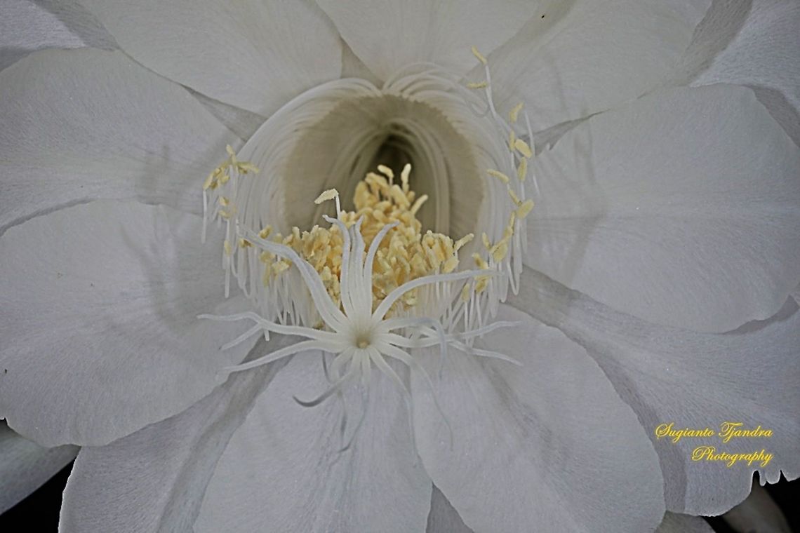 The giant "Wijaya Kusuma flower / Queen of the night", Epiphyllum oxypetalum  Dutchman's pipe cactus,Epiphyllum oxypetalum,Geotagged,Indonesia,Spring