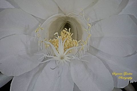 The giant "Wijaya Kusuma flower / Queen of the night", Epiphyllum oxypetalum  Dutchman's pipe cactus,Epiphyllum oxypetalum,Geotagged,Indonesia,Spring