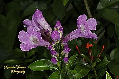 Garlic Vine, Mansoa alliacea (Pseudocalymna alliaceum)  Garlic vine,Geotagged,Indonesia,Mansoa alliacea,Summer