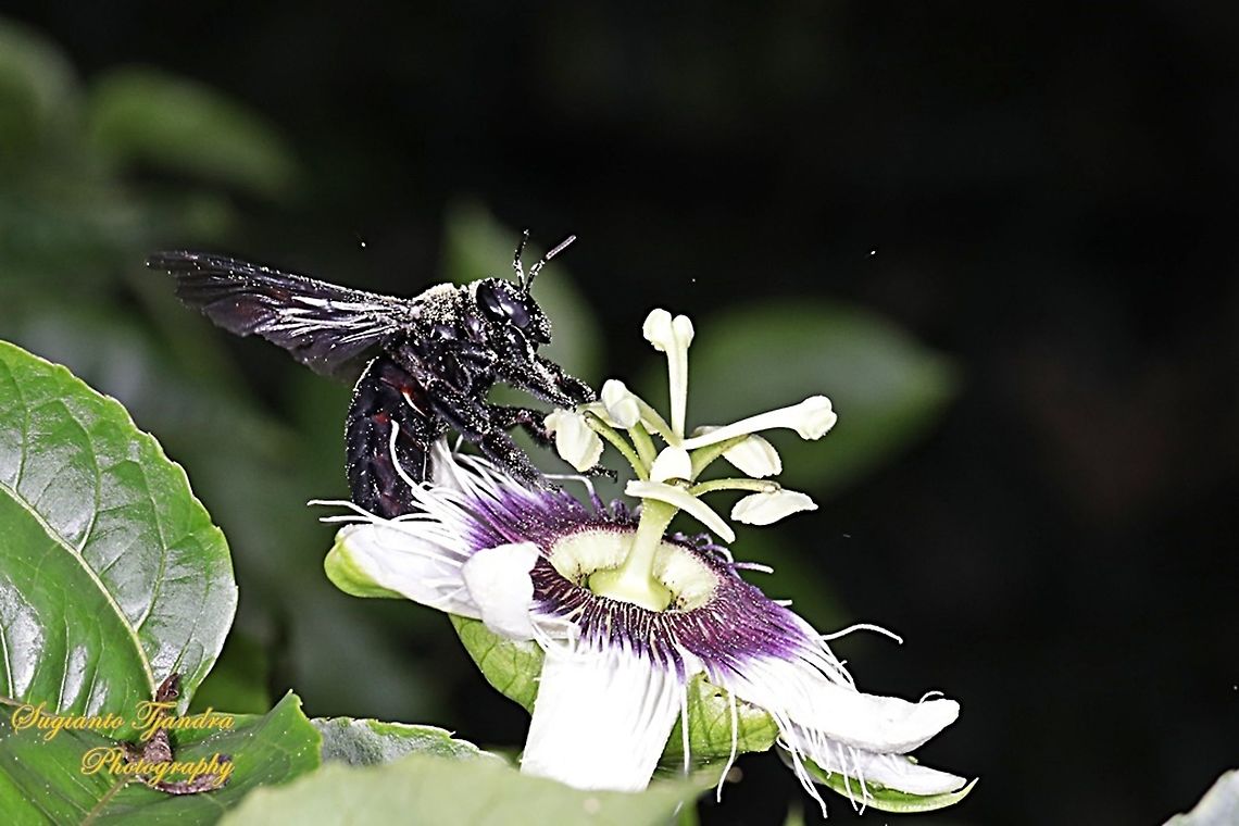 Carpenter Bee, Xylocopa Sp  Geotagged,Indonesia,Summer