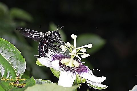 Carpenter Bee, Xylocopa Sp  Geotagged,Indonesia,Summer