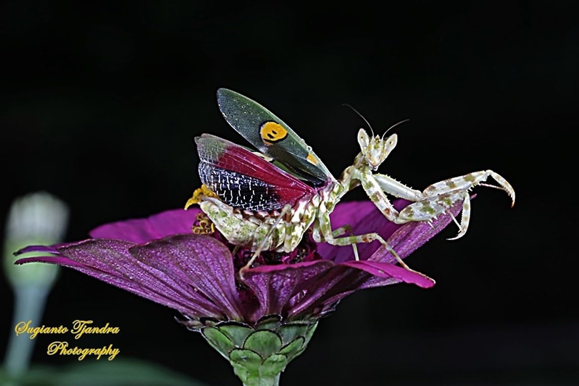 Flower mantis - Creobroter Sp  Geotagged,Indonesia,Summer