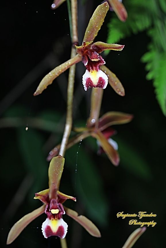 Native Orchid flower ( Cymbidium finlaysonianum )  Cymbidium finlaysonianum,Geotagged,Indonesia,Summer