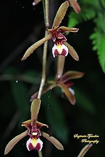 Native Orchid flower ( Cymbidium finlaysonianum )  Cymbidium finlaysonianum,Geotagged,Indonesia,Summer