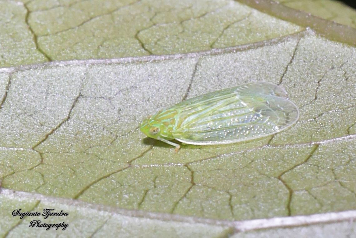 Grainy Planthopper (Kallitaxila granulata)  Geotagged,Indonesia,Kallitaxila granulata,Summer