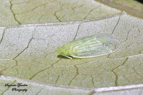 Grainy Planthopper (Kallitaxila granulata)  Geotagged,Indonesia,Kallitaxila granulata,Summer