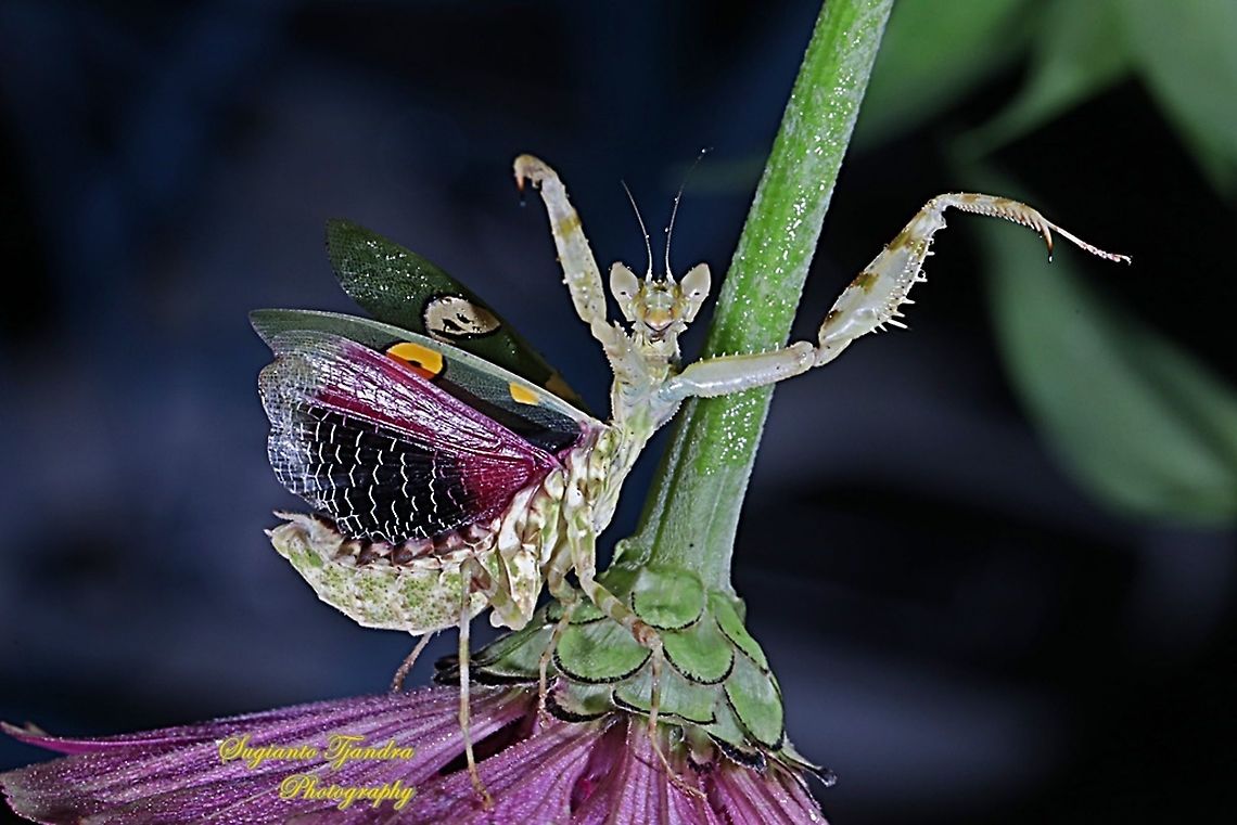 Flower mantis - Creobroter Sp "Kung Fu Master"  Geotagged,Indonesia,Summer