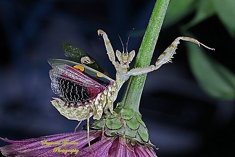 Flower mantis - Creobroter Sp "Kung Fu Master"  Geotagged,Indonesia,Summer
