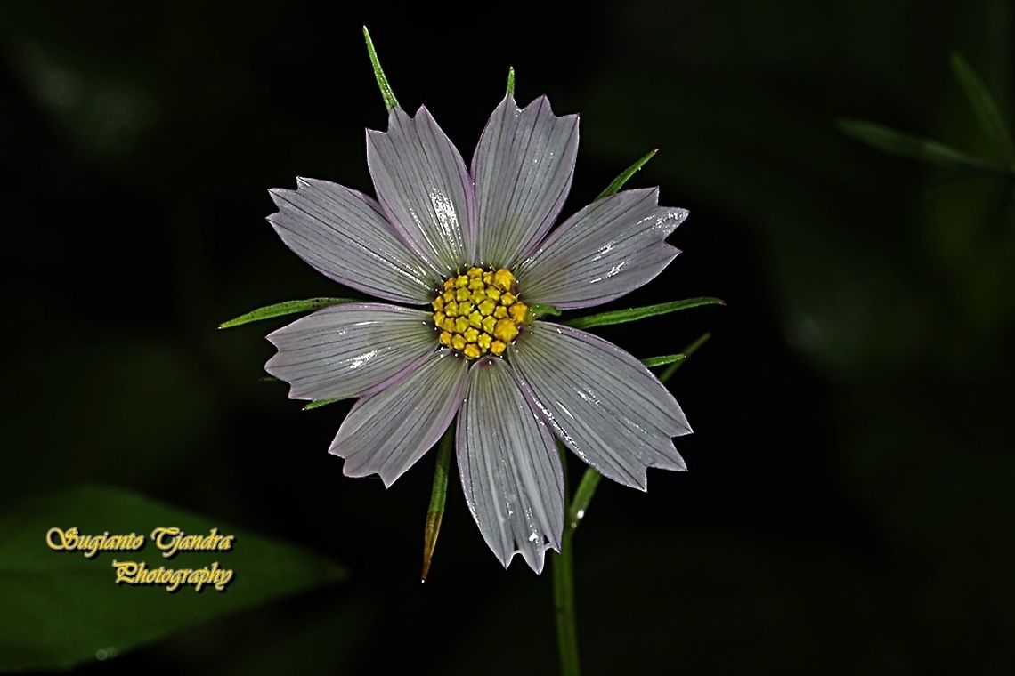 White Sonata, The Garden Cosmos, Cosmos bipinnatus I took some dried flowers when I was travelling to Inner Mongolia, China last September. I planted the seed, grow n blooming. However, the size of flower is much smaller than the original one in China. It might be caused by the weather/climate conditions is different between China n Indonesia. Cosmos bipinnatus,Garden Cosmos,Geotagged,Indonesia,Summer