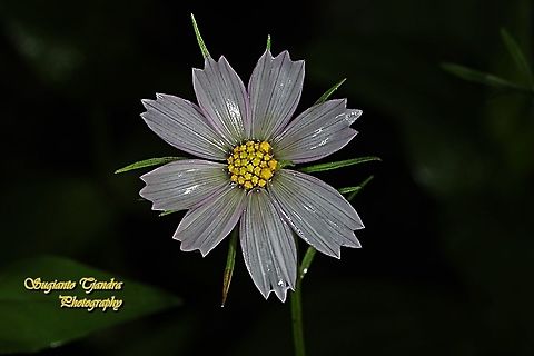 White Sonata, The Garden Cosmos, Cosmos bipinnatus I took some dried flowers when I was travelling to Inner Mongolia, China last September. I planted the seed, grow n blooming. However, the size of flower is much smaller than the original one in China. It might be caused by the weather/climate conditions is different between China n Indonesia. Cosmos bipinnatus,Garden Cosmos,Geotagged,Indonesia,Summer