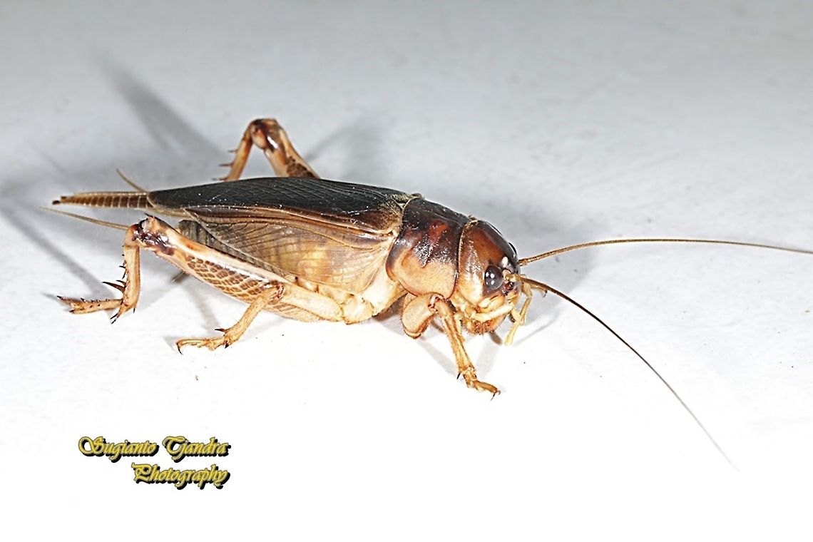 Giant Cricket (Brachytrupes grandidieri)  Brachytrupes grandidieri,Geotagged,Indonesia,Summer