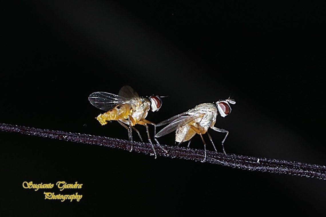 Tiny fruit flies "ready for mating"  Geotagged,Indonesia,Summer