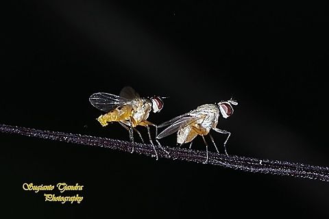 Tiny fruit flies "ready for mating"  Geotagged,Indonesia,Summer