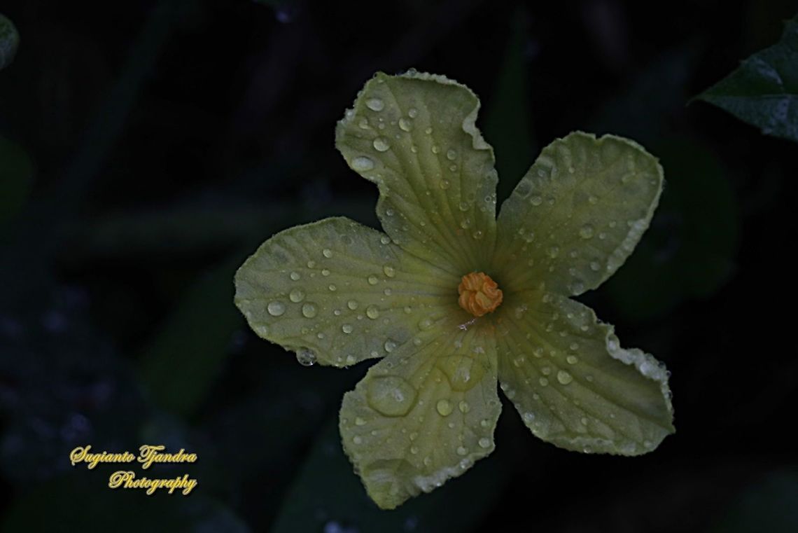 Chayote (labu siam) flower, Sechium edule  Chayote,Geotagged,Indonesia,Sechium edule,Summer