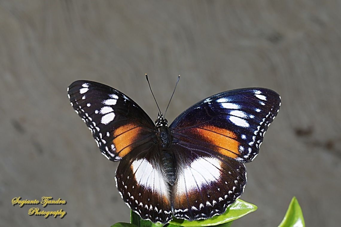The great eggfly, Hypolimnas bolina bolina f nerina - Upperside, female  Geotagged,Great eggflys,Hypolimnas bolina,Indonesia,Summer