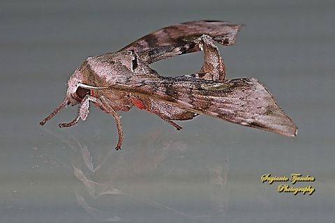 Hawk Moths, Sphingidae  Geotagged,Indonesia,Summer