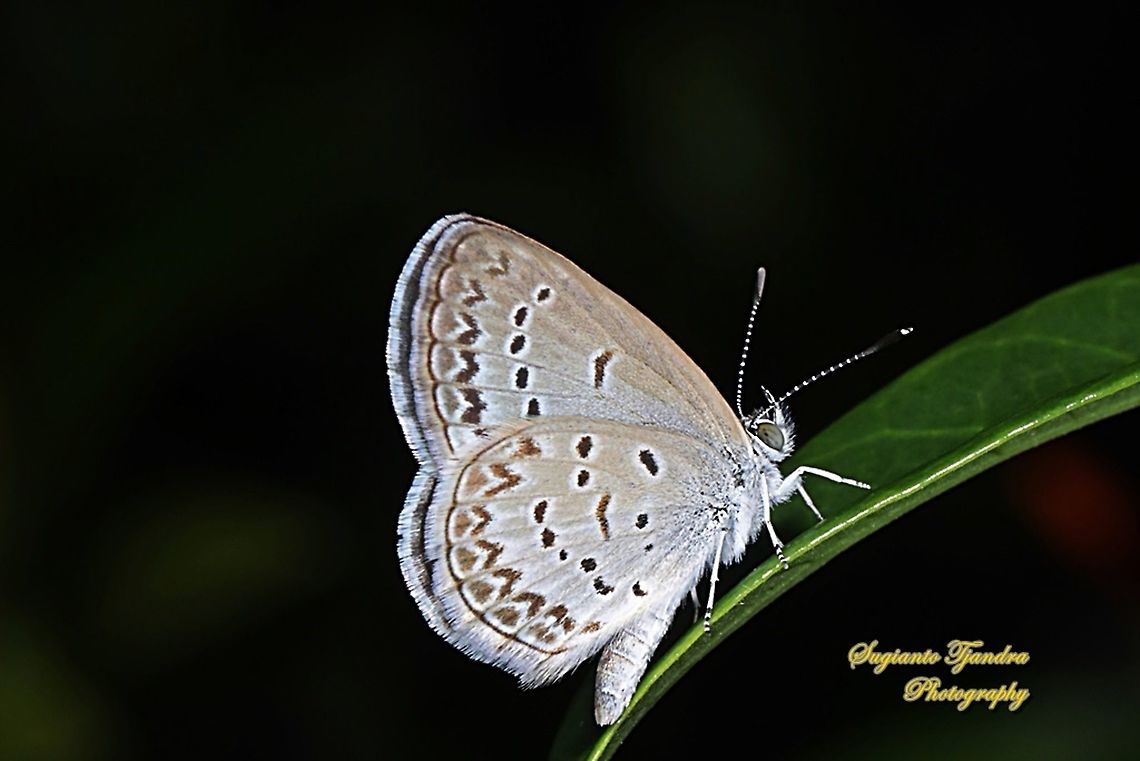 Pale Grass Blue, Zizeeria maha serica  Geotagged,Indonesia,Pale grass blue,Pseudozizeeria maha,Summer