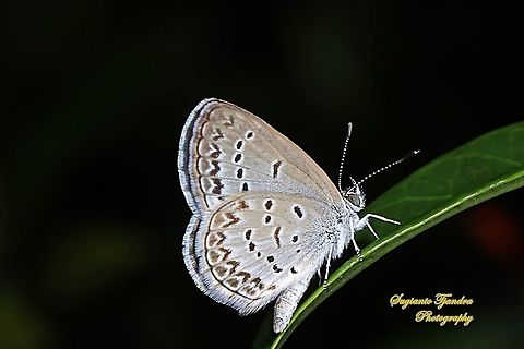 Pale Grass Blue, Zizeeria maha serica  Geotagged,Indonesia,Pale grass blue,Pseudozizeeria maha,Summer