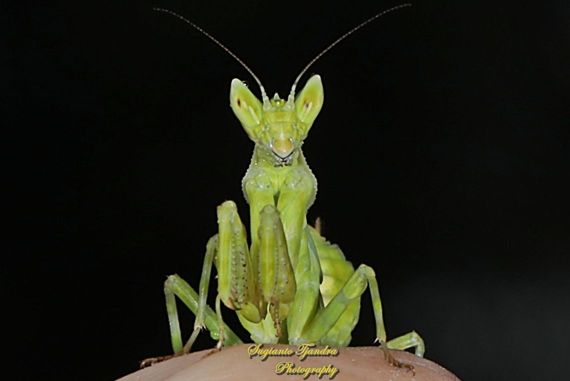 Flower mantis nymph - Creobroter Sp  Geotagged,Indonesia,Summer