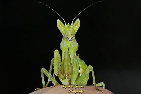 Flower mantis nymph - Creobroter Sp  Geotagged,Indonesia,Summer