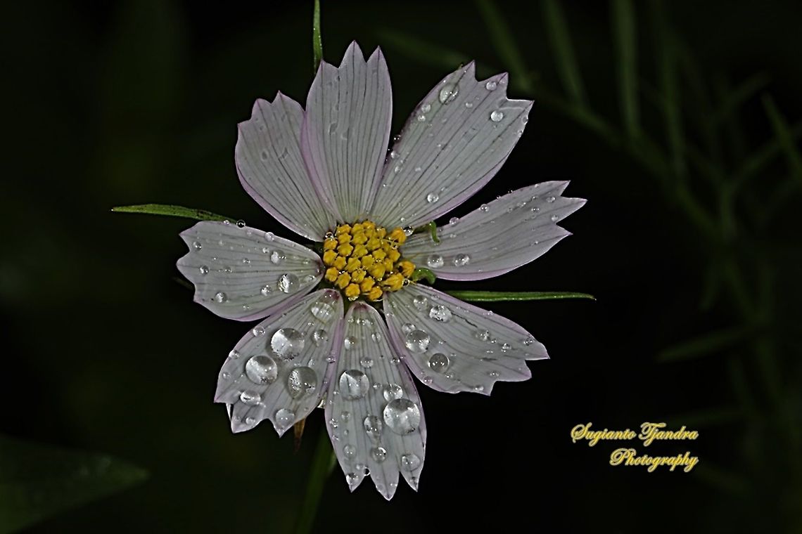 White Sonata, The Garden Cosmos, Cosmos bipinnatus - After Raining  Geotagged,Indonesia,Summer