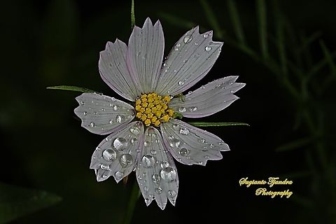 White Sonata, The Garden Cosmos, Cosmos bipinnatus - After Raining  Geotagged,Indonesia,Summer