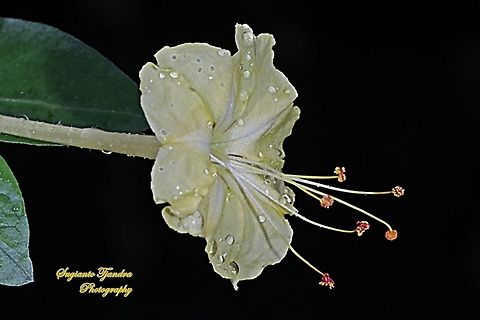 Kembang Pukul 4, Mirabilis Jalapa (Nyctaginaceae)  Geotagged,Indonesia,Marvel of Peru,Mirabilis jalapa,Summer