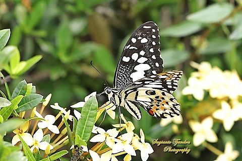 Common Lime butterfly (Papilio demoleus)  Common Lime Butterfly,Geotagged,Indonesia,Papilio demoleus,Summer