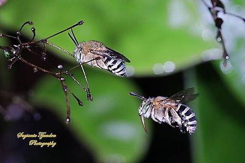 Blue banded Bee, Amegilla Sp  Geotagged,Indonesia,Summer