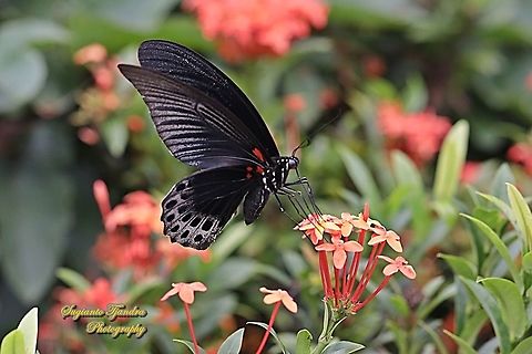 Great Mormon Butterfly, Papilio Memnon Agenor  Geotagged,Great Mormon,Indonesia,Papilio memnon,Summer