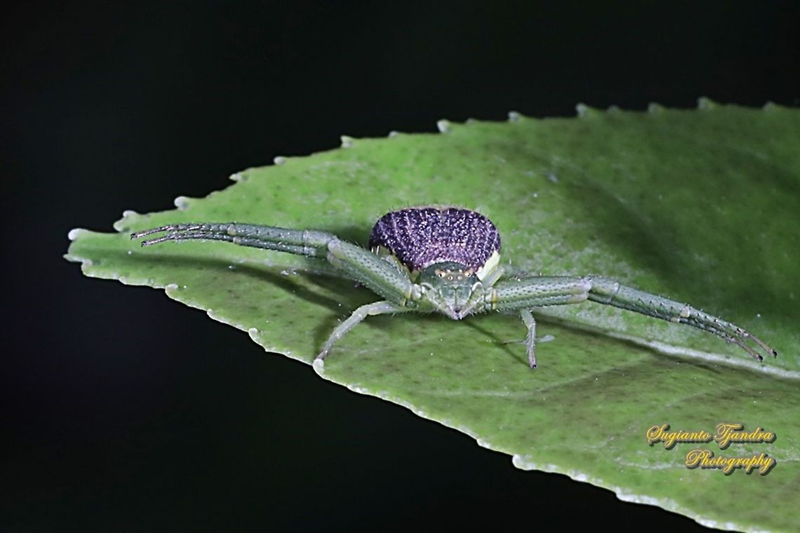 Green Crab Spider  Geotagged,Indonesia,Summer