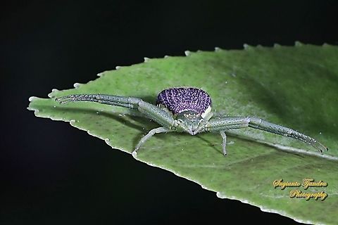 Green Crab Spider  Geotagged,Indonesia,Summer
