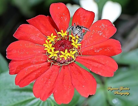 Tiny jumping Spider  Geotagged,Indonesia,Summer