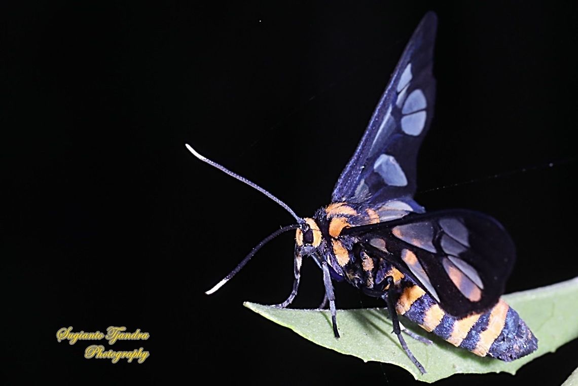 Orange spotted Tiger Moth - Amata huebneri (Huebner's Wasp Moth)  Amata huebneri,Geotagged,Hübner's Wasp Moth,Indonesia,Summer