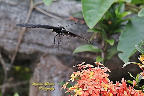 Great Mormon Butterfly, Papilio Memnon Agenor "flying"  Geotagged,Great Mormon,Indonesia,Papilio memnon,Summer