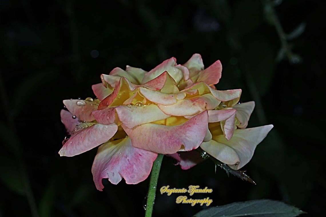 Bicolor Rose  Geotagged,Indonesia,Summer