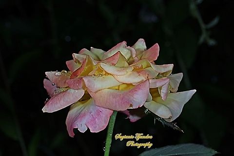 Bicolor Rose  Geotagged,Indonesia,Summer